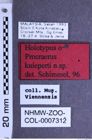 Etiketten zu Procraerus knieperti (NHMW-ZOO-COL-0007312)